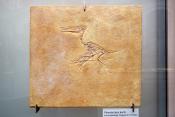museum fur naturkunde berlin 5-2025 1225